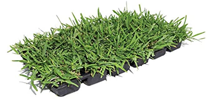 Bethel Farms Three in One - Grass Plugs for Shade Areas