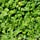 Outsidepride Dichondra Repens Grass Seed - 1 LB