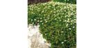 Outsidepride Irish Moss Ground Cover Plant Seed - 10000 Seeds