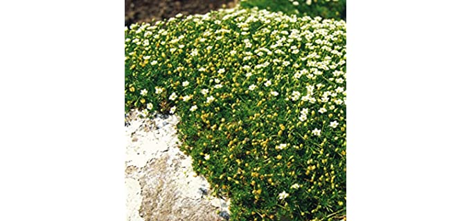 Outside Pride ground Cover - Irish Moss Grass Between Pavers