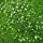Outsidepride Irish Moss Ground Cover Plant Seed - 10000 Seeds