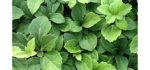 Pachysandra Terminalis Japanese Spurge Groundcover - 100 Bare Root Plants
