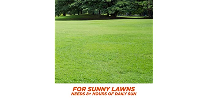 sunny lawn grass