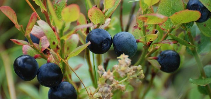 Fertilizer for Blueberries