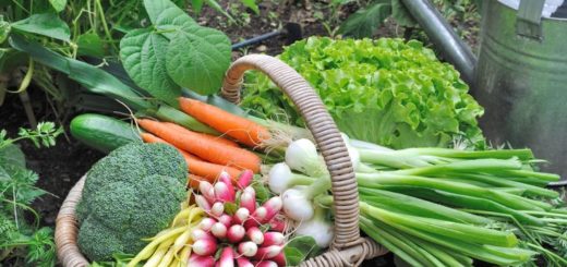 Fertilizer for Vegetables