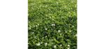 Outsideprode White Dutch Clover - Between Paver Grass