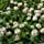 Outsidepride White Dutch Clover Seed: Nitro-Coated, Inoculated - 5 LBS