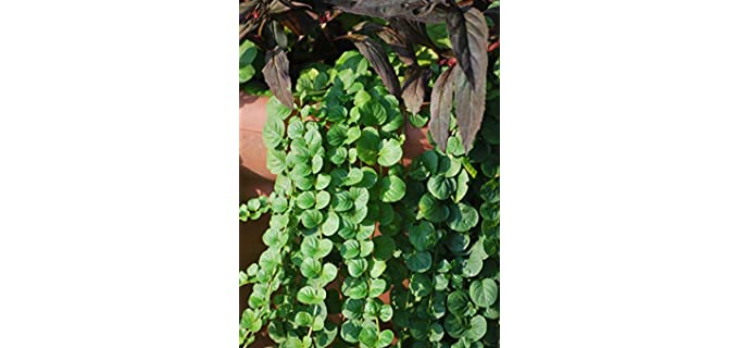 Perennial Farm Marketplace Lysimachia nummularia (Creeping Jenny) Groundcover, 1 Quart, Green Leaves with Yellow Flowers