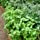 Bonnie Plants Sweet Basil (Genovese) Live Herb Plants - 4 Pack, Warm Season Annual, Italian & Asian Dishes