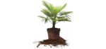 Perfect Plants Windmill Palm Live Plant, 3 Gallon, Includes Care Guide