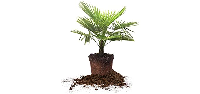 Perfect Plants Live - Palm Plant for Greenhouse