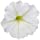 Proven Winners SUPPRW4057524 Supertunia Vista Snowdrift Live Plants, 4 Pack, 4.25 in. Grande, White Flowers
