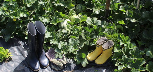 Gardening Shoes