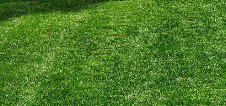 Observing the appealing result of the grass seed for shade areas