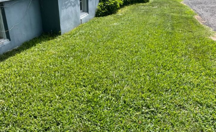 Analyzing how fresh and natural the grass seed for shade areas