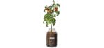 Back to the Roots Organic Cherry Tomato Grow Cherry Tomatoes Year Round, Windowsill Indoor Garden Kit