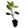 Longevity Spinach Live Plant - Gynura procumbens