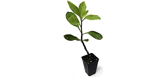Longevity Spinach Live Plant - Gynura procumbens