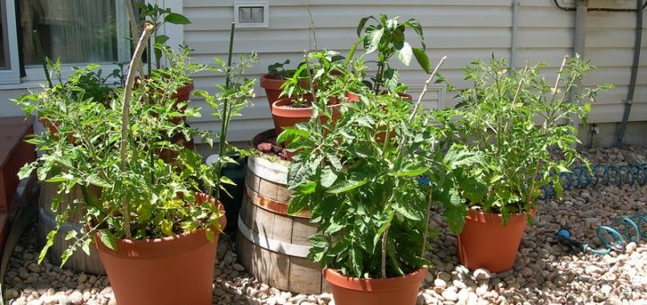 Fast growing Potted Vegetables