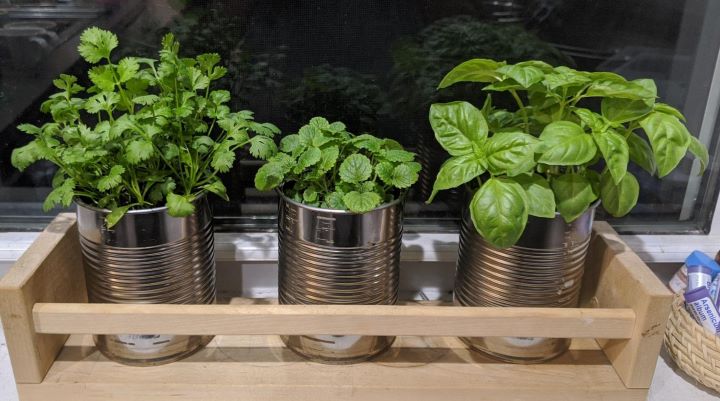 Observing the attractive look of the fast-growing vegetable in a pot