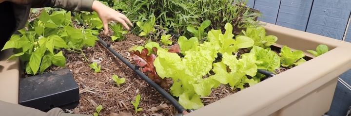 Checking the condition of the fast-growing vegetable