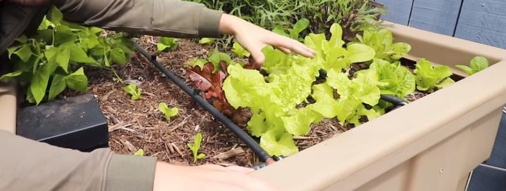 Confirming how fast-growing the healthy vegetables