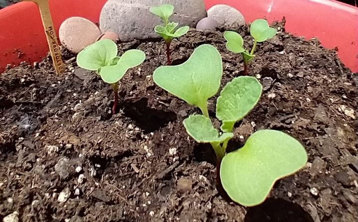 Trying the fast-growing indoor vegetable in a pot from Spade to Fork