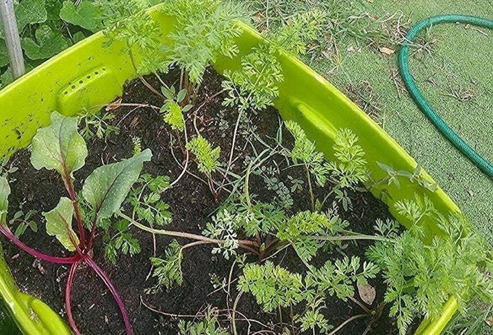 Having the funky fast-growing vegetable in a pot from Plant Theatre