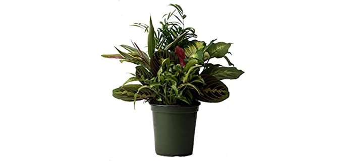 American Plant Exchange Dish - Greenhouse Foliage Plants