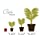 Costa Farms Cat Palm Chamaedorea cataractarum in Seagrass Basket, 3-Foot, Live Indoor Plant