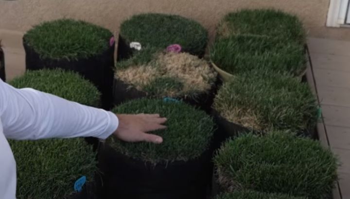 Checking the soft and finer texture of the grass seeds