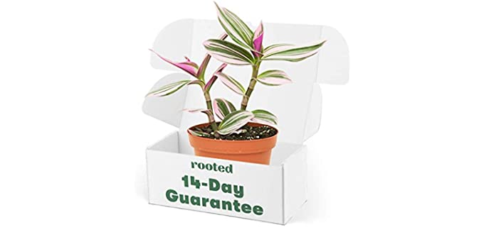 Rooted Rare Pink Wandering Jew Plant - Tradescantia Nanouk | Live, Easy to Grow, and Low Maintenance Houseplant (4-inch Pot)
