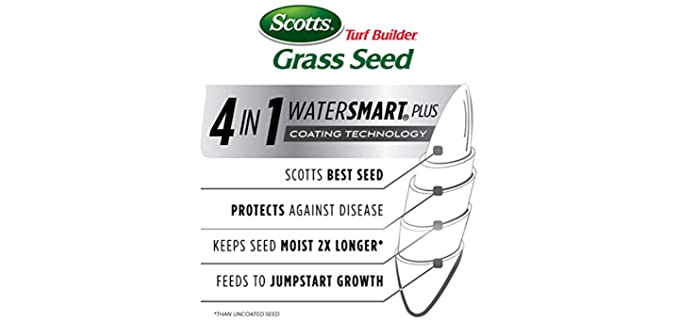 Best Grass Seeds for Shade Areas - Green Yard Magazine