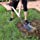 Square Shovel, Shovels for Digging with D-Handle, Overall 41-Inch Long Garden Shovel, Transfer Shovel, Snow Shovel for Car, Garden Tools