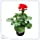 The Three Company Live Flowering 1 Quart Zonal Geraniums (3 Plants Per Pack), Ships with Buds, Red