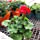 The Three Company Live Flowering 1 Quart Zonal Geraniums (3 Plants Per Pack), Ships with Buds, Red