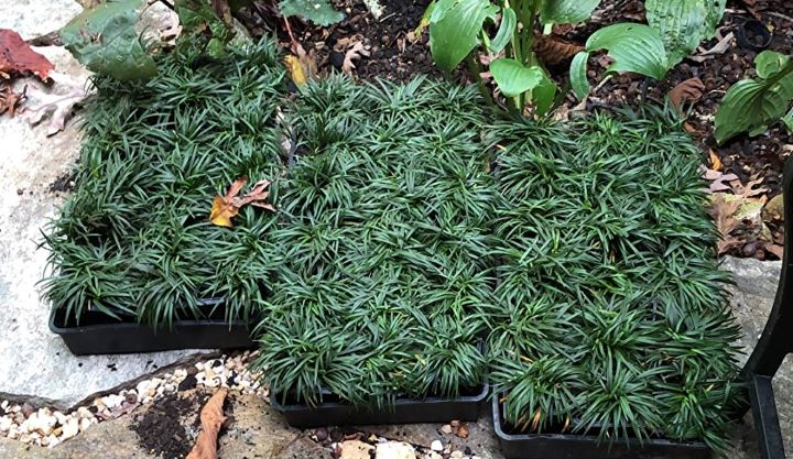 Reviewing how soft and spongy the texture of the grass between pavers