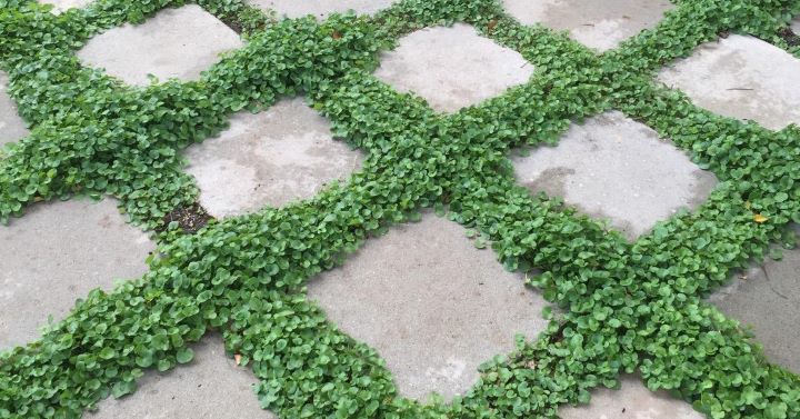 Checking the result of having the greatest grass between pavers