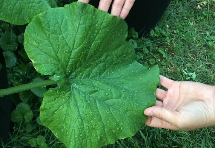 Confirming how helpful the fertilizer for vegetables from Miracle Gro