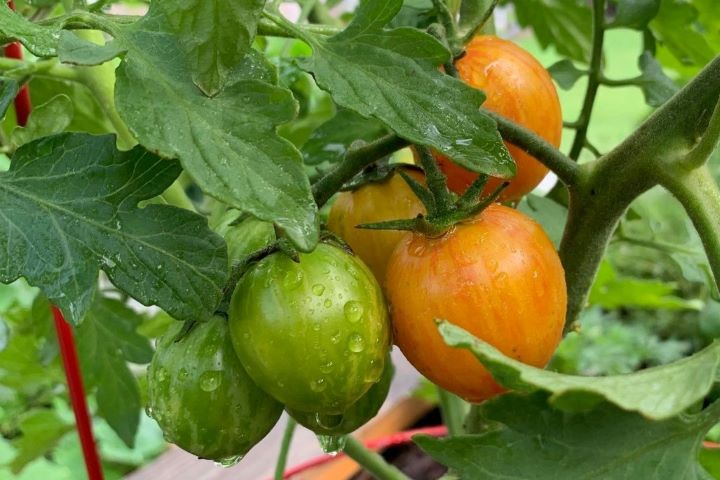 Validating how fresh and organic the fertilizer for vegetables from Harris