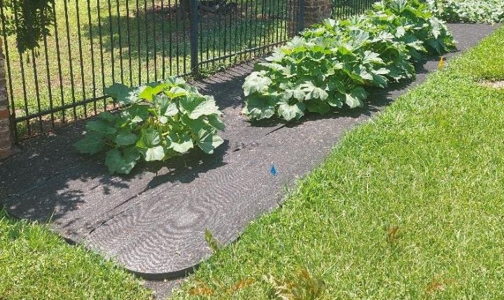 Confirming how good the weed barrier is in allowing air and moisture to go through to your plants