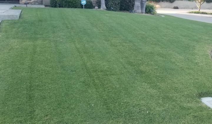 Trying the Lawnbox Lawn Luxe's grass fertilizer